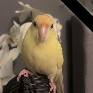 Meet your Posher, Kylie